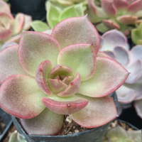 Echeveria Agavoides Blood Maria (Bare Rooted)