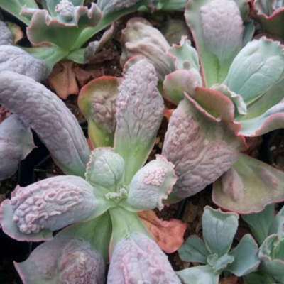 Echeveria Heart's Delight (Bare Rooted)