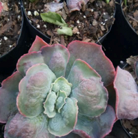 Echeveria Heart's Delight (Bare Rooted)