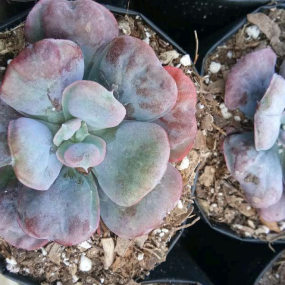 Echeveria Heart's Delight (Bare Rooted)