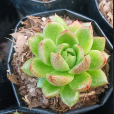 Echeveria Suki