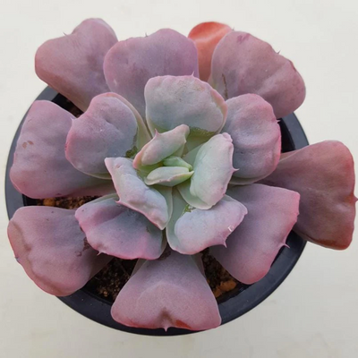 Echeveria Heart's Delight (Bare Rooted)