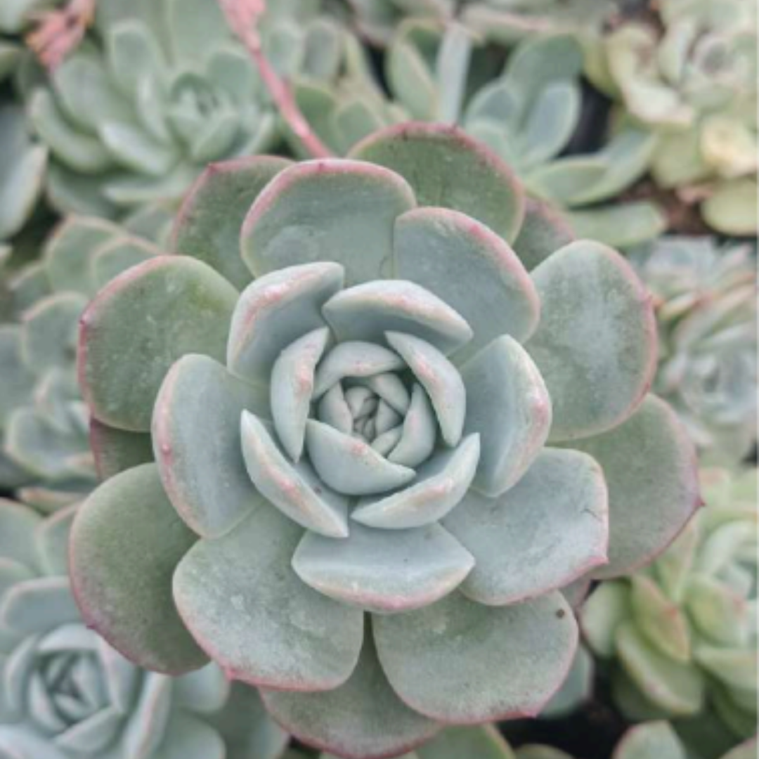 Echeveria White Mexican Elegance Rose (Bare Rooted)