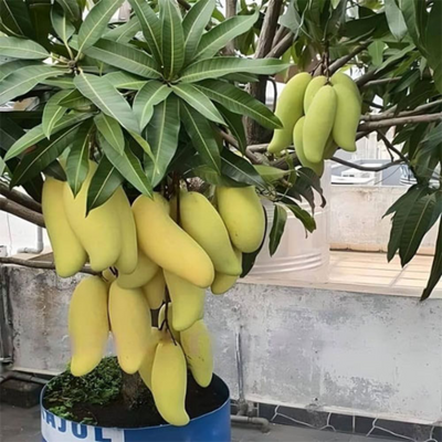 Yellow Banana Mango Grafted Tree