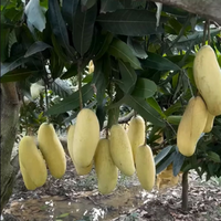 Yellow Banana Mango Grafted Tree