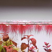 Red Root Floaters (Combo of 10 Plants)