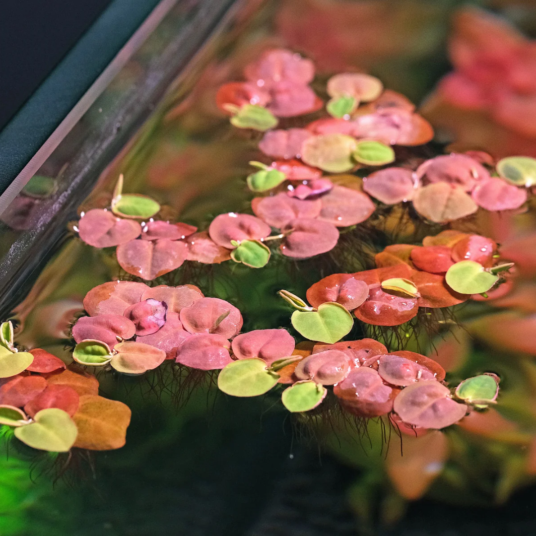 Red Root Floaters (Combo of 10 Plants)