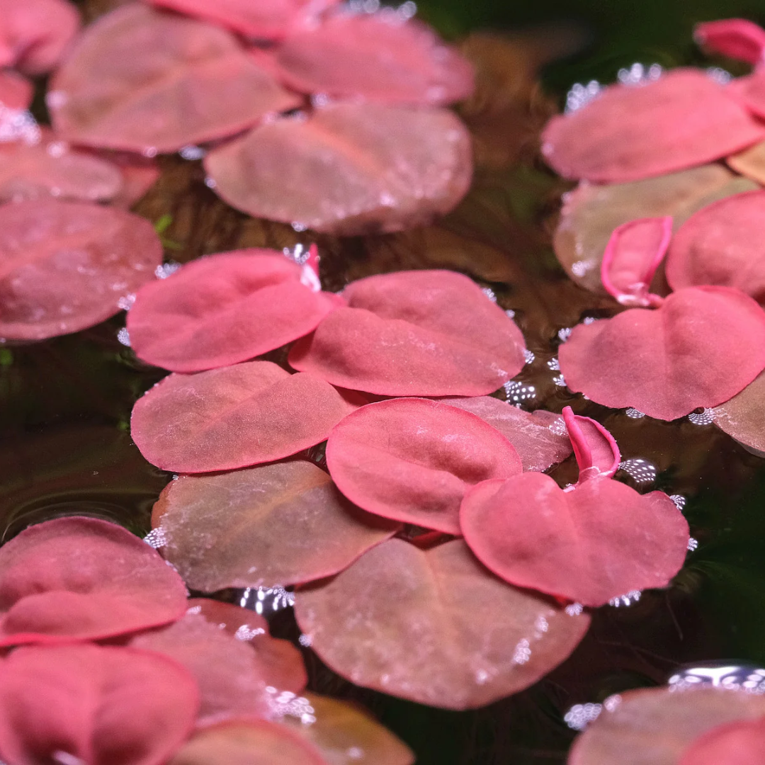 Red Root Floaters (Combo of 10 Plants)