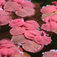 Red Root Floaters (Combo of 10 Plants)