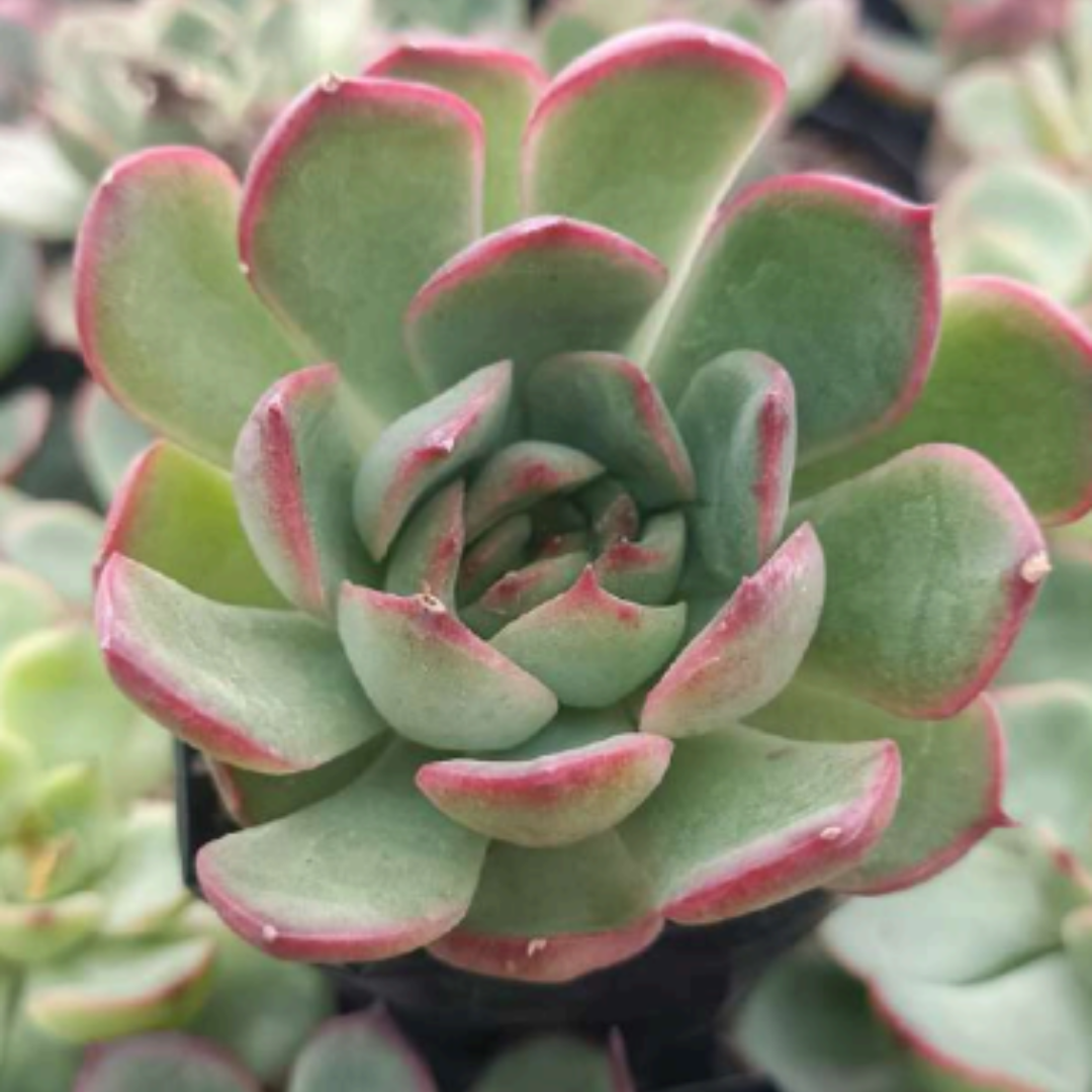 Echeveria Red Blush