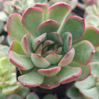 Echeveria Red Blush
