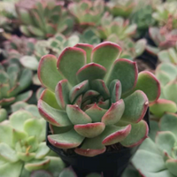 Echeveria Red Blush