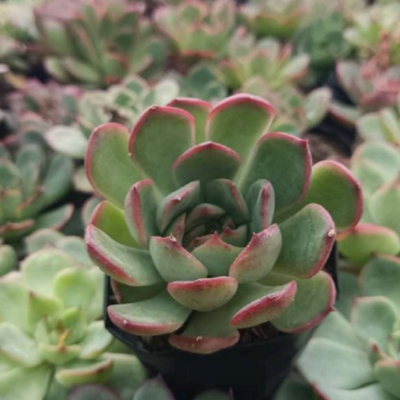 Echeveria Red Blush
