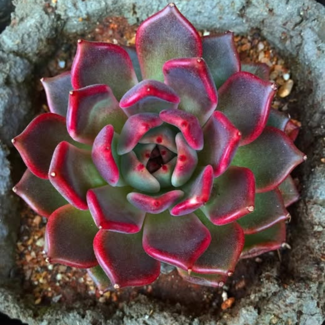 Echeveria Agavoides Black Queen (Bare Rooted)
