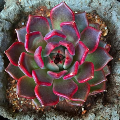 Echeveria Agavoides Black Queen (Bare Rooted)