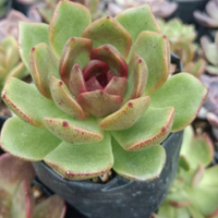 Echeveria Agavoides Black Queen (Bare Rooted)