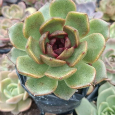 Echeveria Agavoides Black Queen (Bare Rooted)