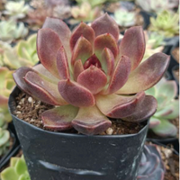 Echeveria Black Witch Hybrid (Bare Rooted)