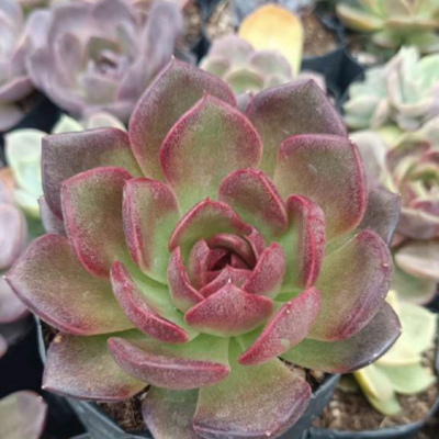 Echeveria Black Witch Hybrid (Bare Rooted)