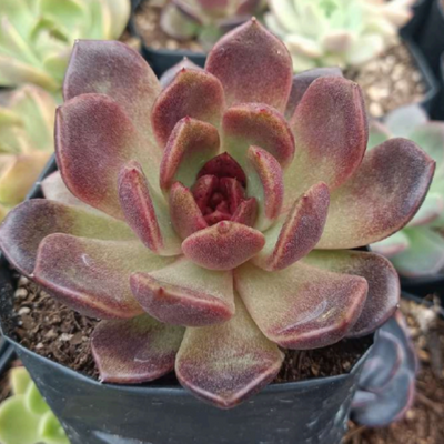Echeveria Black Witch Hybrid (Bare Rooted)