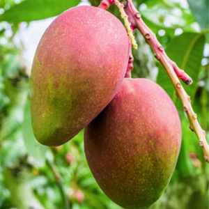 Red Palmer Mango Grafted Tree