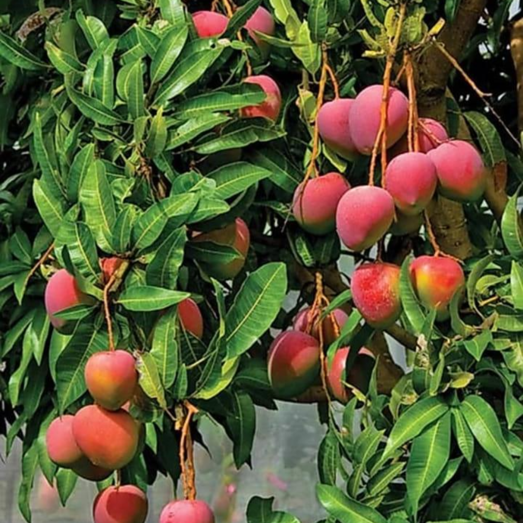 Red Palmer Mango Grafted Tree