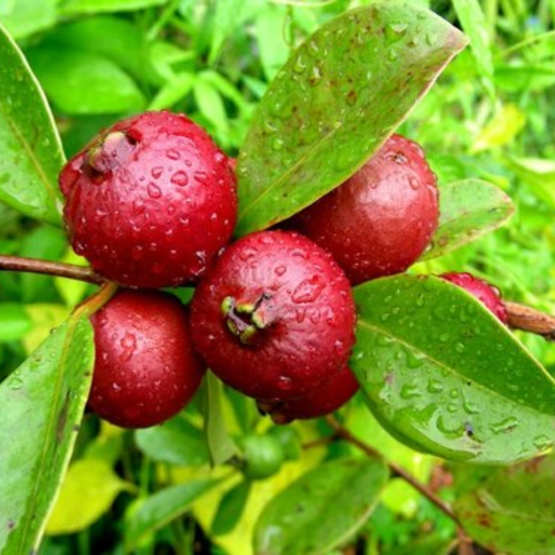 Red Strawberry Guava Grafted Plant