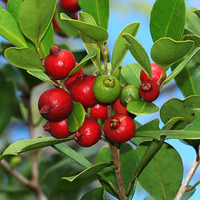 Red Strawberry Guava Grafted Plant