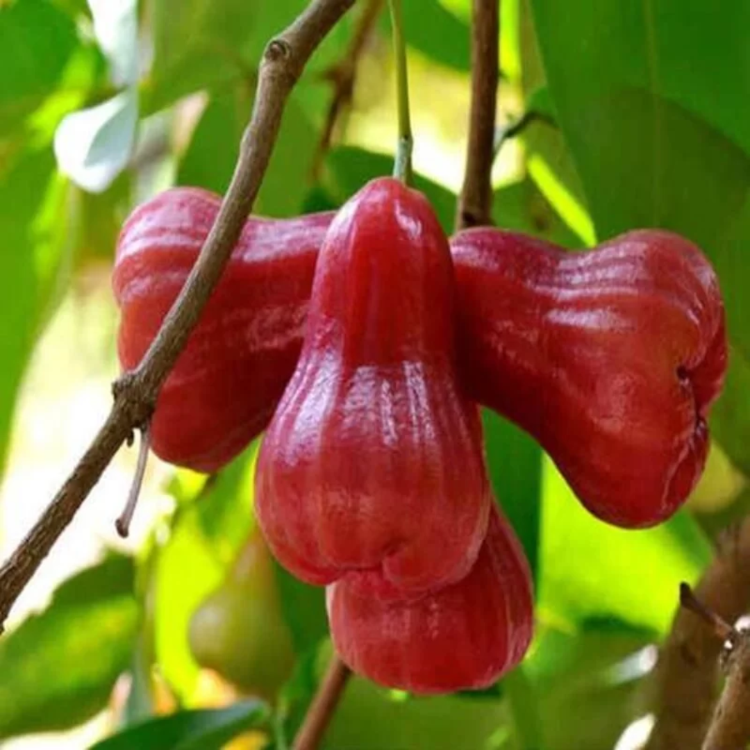 Red Water Apple Grafted Tree