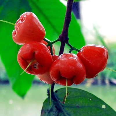 Red Water Apple Grafted Tree