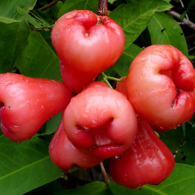 Red Water Apple Grafted Tree