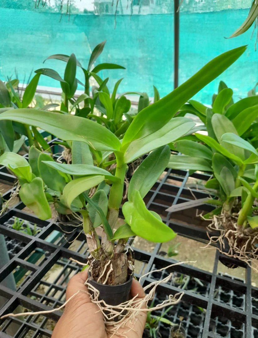 Orchid - Dendrobium Erasakul Rot Gold (Blooming Size) - plant store® 