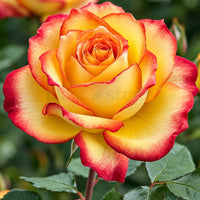 Hybrid Rainbows End Rose Plant