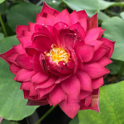 Sarveshwar Lotus Tuber - Supreme Bloom (Ultra Rare)
