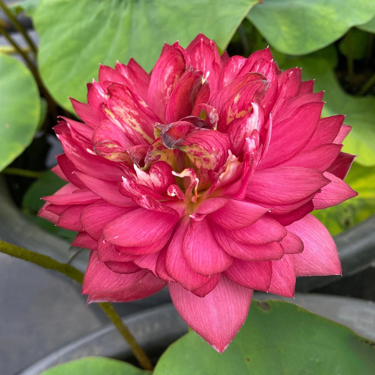 Sarveshwar Lotus Tuber - Supreme Bloom (Ultra Rare)