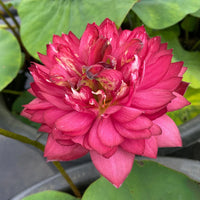 Sarveshwar Lotus Tuber - Supreme Bloom (Ultra Rare)
