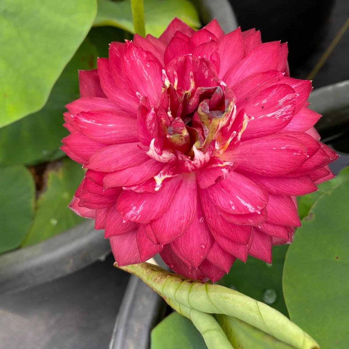Sarveshwar Lotus Tuber - Supreme Bloom (Ultra Rare)