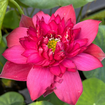 Sarveshwar Lotus Tuber - Supreme Bloom (Ultra Rare)