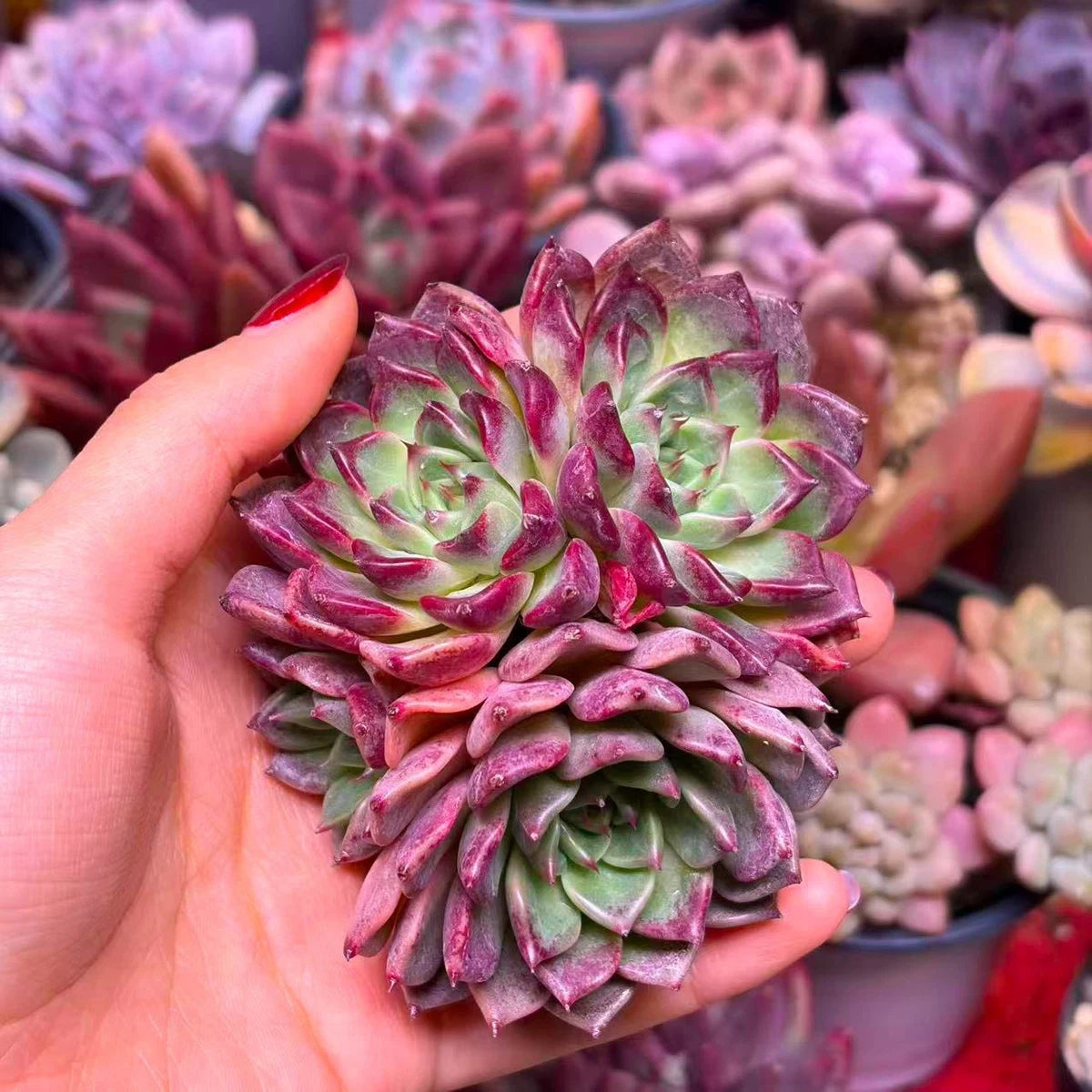 ECHEVERIA 'RUBRA'