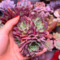 ECHEVERIA 'RUBRA'