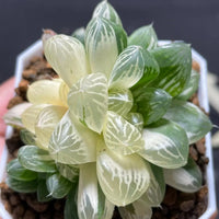 Haworthia Cooperi Variegated Pilifera (Bare Rooted) - plant store® 