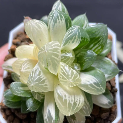 Haworthia Cooperi Variegated  Pilifera (Bare Rooted)