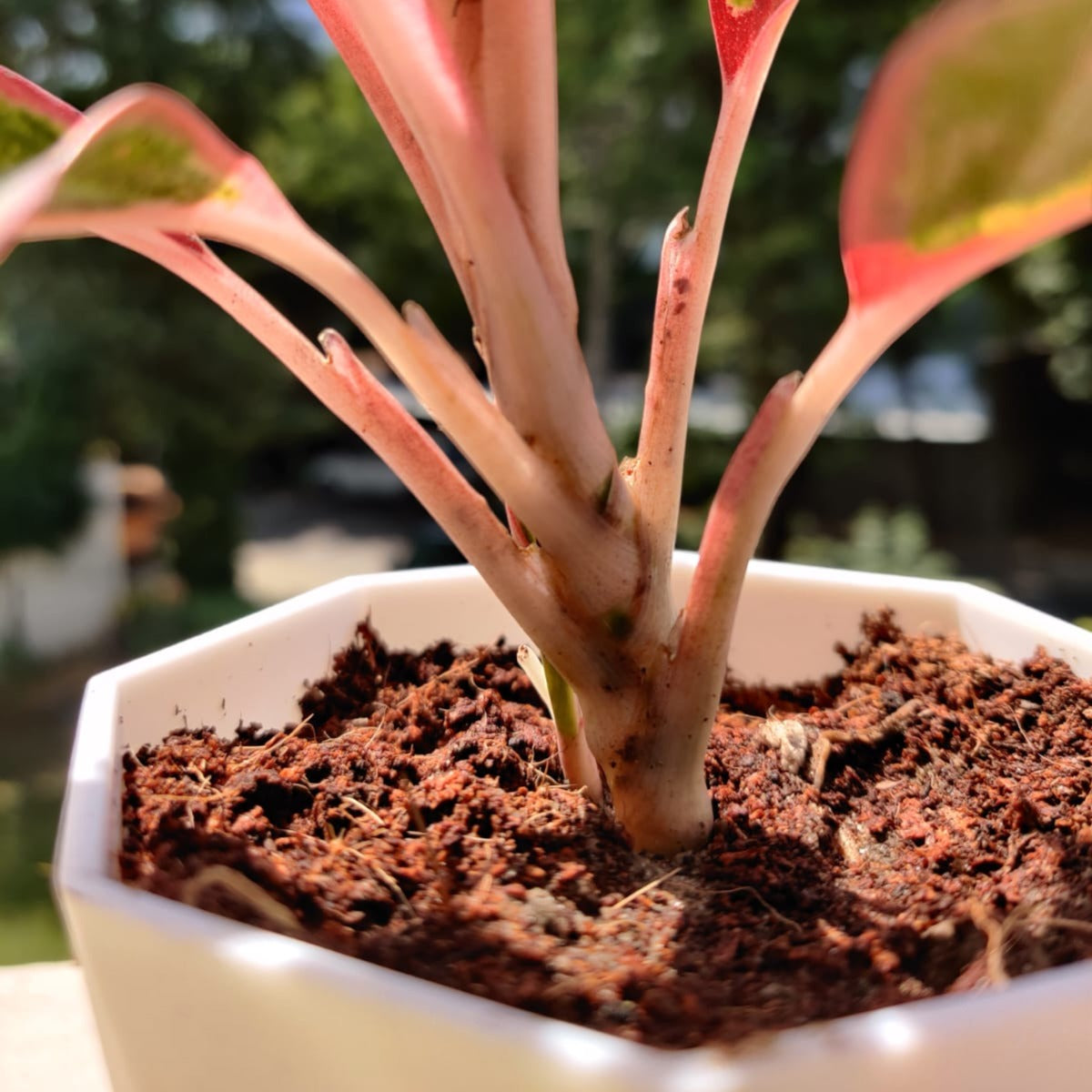 Aglaonema Lipstick Indoor Live Natural Plant