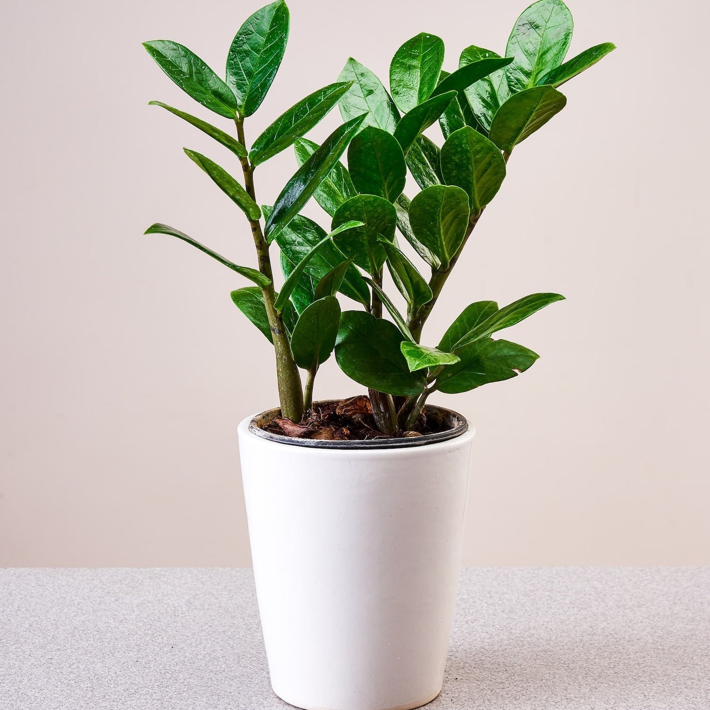 Green Zamia Zamioculas Zamiifolia or ZZ Plant - plant store® 