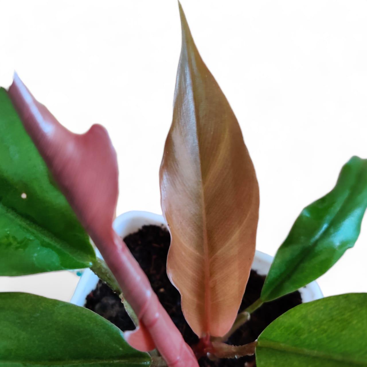 Philodendron Choco Empress - plant store® 