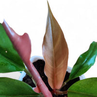 Philodendron Choco Empress - plant store® 