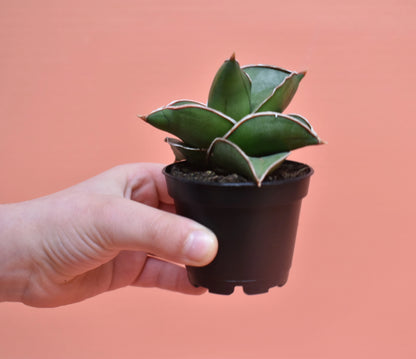 Sansevieria ehrenbergii 'Samurai'