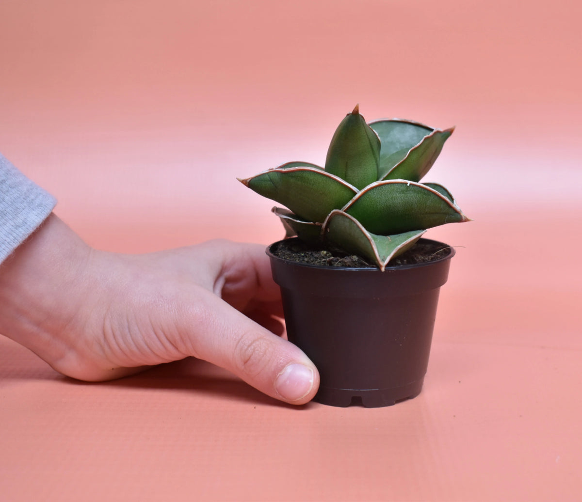 Sansevieria ehrenbergii 'Samurai' - plant store® 