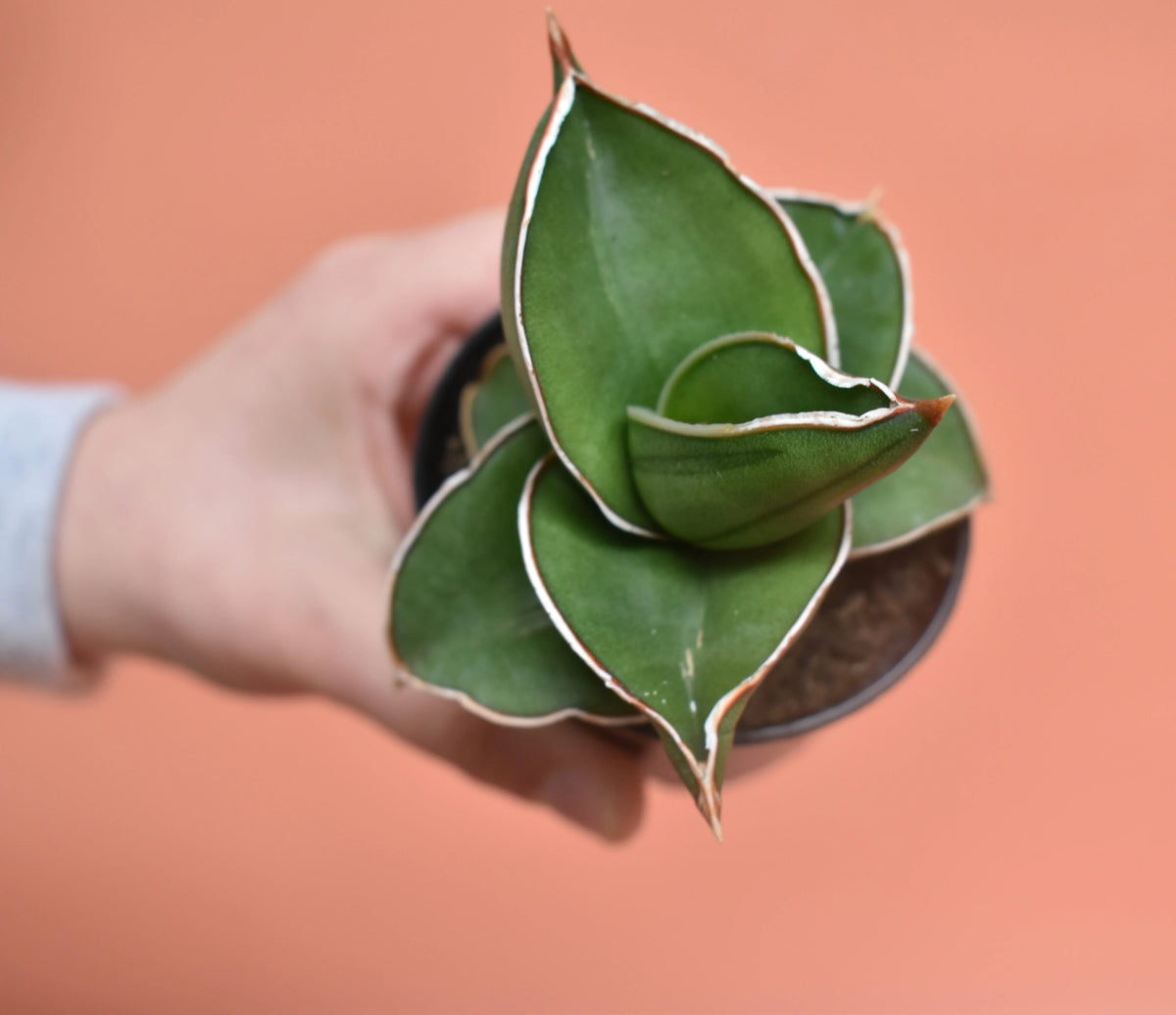 Sansevieria ehrenbergii 'Samurai' - plant store® 