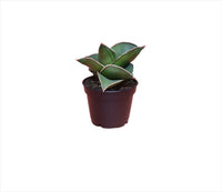 Sansevieria ehrenbergii 'Samurai' - plant store® 